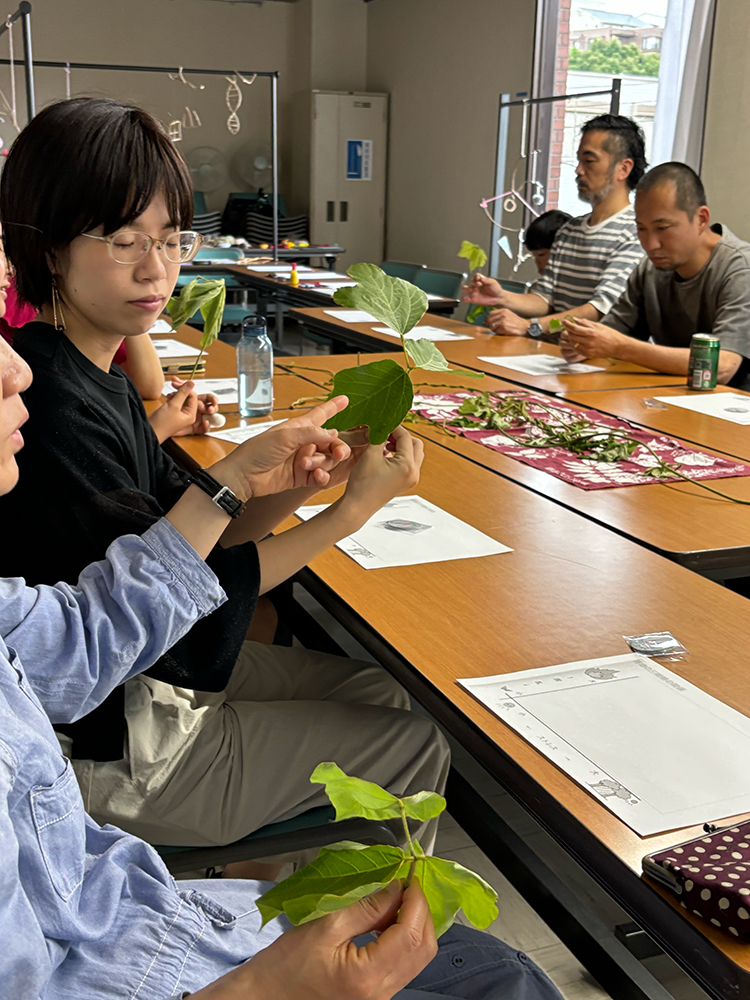 実際に葛の葉に触れてみる